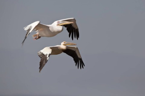 Great White Pelican (Pelecanus onocrotalus) flying, Nechisar National Park, Ethiopia
