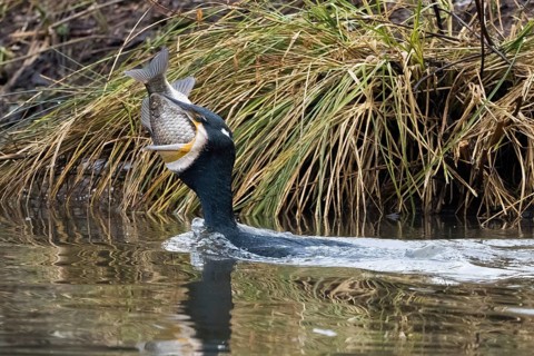Cormorant (Phalacrocorax carbo) in the water with fish in its beak, Hesse, Germany