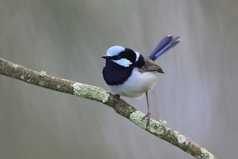 Superb Fairywren (Malurus cyaneus cyanochlamys) male perched on a branch, Victoria, Australia