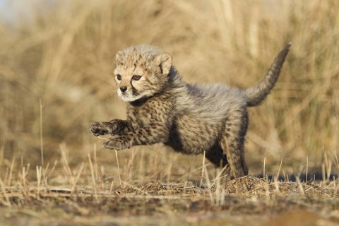 Cheetah (Acinonyx jubatus) cub jumping and running, Castile-La Mancha, Spain