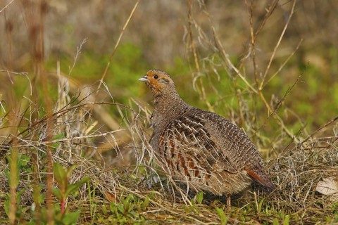 Grey Partridge (Perdix perdix) male, North Rhine-Westphalia, Germany