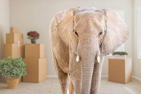 Adult Elephant Standing in Empty Room With Moving Boxes