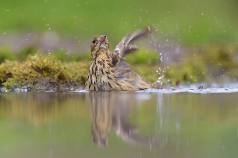 Tree Pipit (Anthus trivialis) bathing at a waterhole, Netherlands