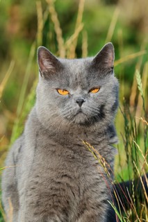 Exotic shorthair cat, portrait, North Rhine-Westphalia, Germany