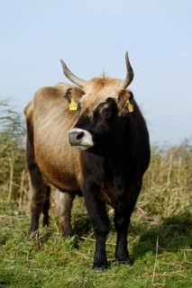Heck cattle (Bos primigenius f. taurus), North Rhine-Westphalia, Germany