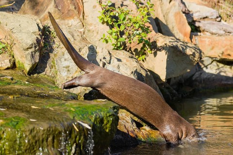 One giant otter or giant river otter (Pteronura brasiliensis) jumps down into the river from a