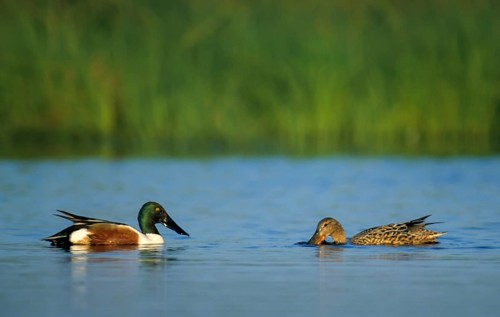 Anas Clypeata, Spoon Duck, Shoveler, Spatula Clypeata, Anatidae, Birds, Breeding Plumage, Ducks,