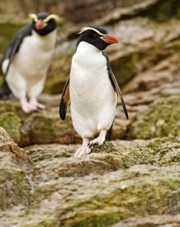 Snares Penguin (Eudyptes robustus), Snares Islands, New Zealand