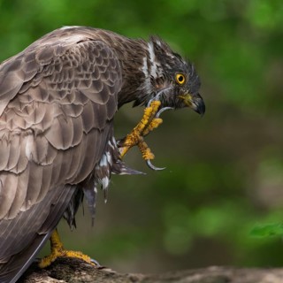 European Honey Buzzard (Pernis apivorus) scratching, Subotica, Serbia