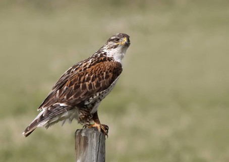 Ferruginous Hawk (Buteo regalis), Saskatchewan, Canada