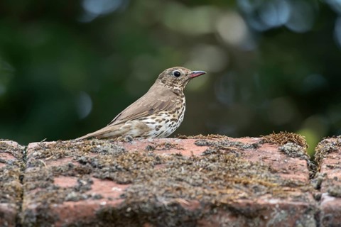 Song thrush (Turdus philomelos) adult garden bird on a wall, England, United Kingdom