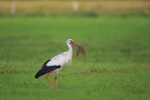White Stork (Ciconia ciconia) with nesting material, North Rhine-Westphalia, Germany