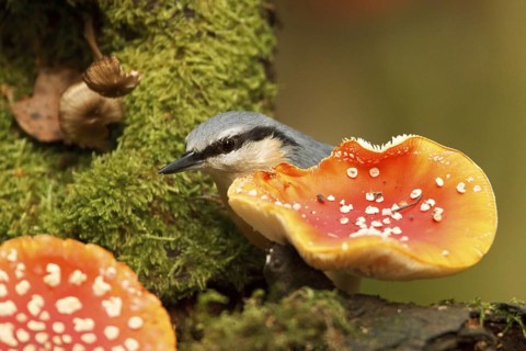 Eurasian Nuthatch (Sitta europaea), Rhineland-Palatinate, Germany