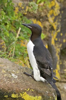 Thick-billed Murre (Uria lomvia), Alaska, USA