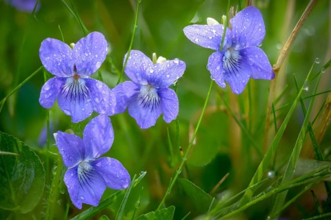 Grove violets, viola riviniana, violaceae, common dog-violet, flora, plants, plants