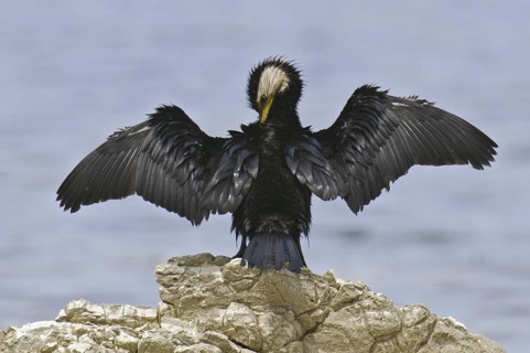 Little Pied Cormorant (Microcarbo melanoleucos), New Zealand
