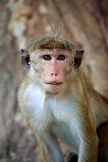 Ceylon hat monkey (Macaca sinica), adult portrait, Yala National Park, Sri Lanka