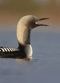 Pacific Loon (Gavia pacifica), Manitoba, Canada