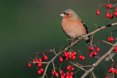 Common Chaffinch (Fringilla coelebs) male perched on a branch, Andalusia, Spain