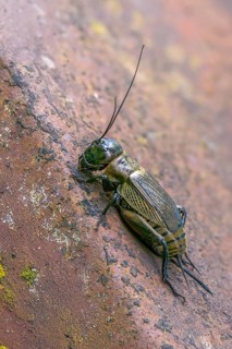 Field cricket, Gryllus campestris, ensifera, field cricket, crickets, high size, portrait format,