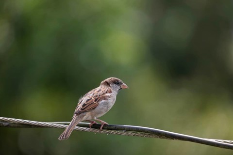 House sparrow (Passer domesticus) sitting on a wire, Gazipur, Bangladesh