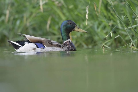 Mallard (Anas platyrhynchos) male, Thuringia, Germany