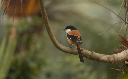 A long-tailed shrike or rufous-backed shrike (Lanius schach) on a tree branch, Sreepur, Gazipur,