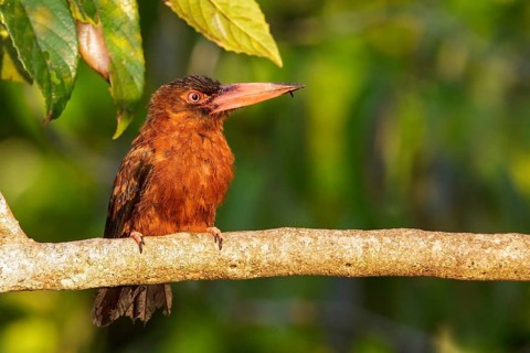 Purus Jacamar (Galbalcyrhynchus purusianus) perched on a branch in Manu National Park, Peru