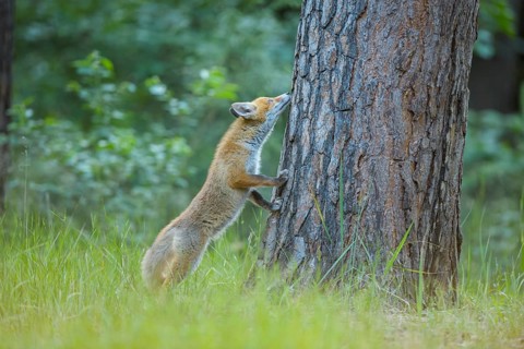 Red fox (Vulpes vulpes), young fox standing upright sniffing a tree trunk in a green forest,