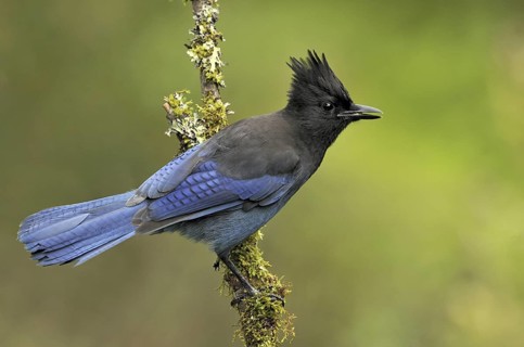 Steller's Jay (Cyanocitta stelleri), British Columbia, Canada