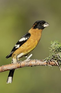 Black-headed Grosbeak (Pheucticus melanocephalus) male, Arizona, USA