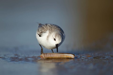 Sanderling (Calidris alba) adult wading bird in winter plumage feeding on a razorshell on a beach,
