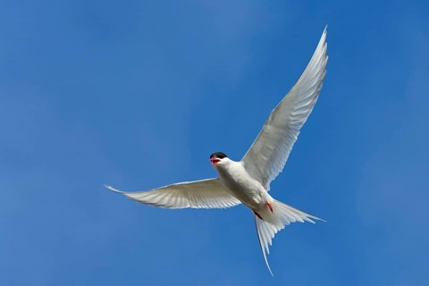 Arctic Arctic Tern, (Sterna paradisaea), animals, birds, subspecies of the tern family, flight
