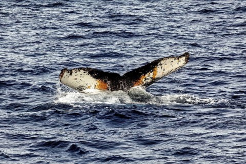 The colourful tail fin of a whale breaks through the waves, The fluke of a diving humpback whale in
