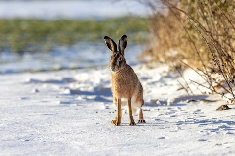 European brown hare (Lepus europaeus) sitting in snow covered field next to hedge, hedgerow in