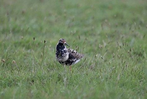 Ruff (Philomachus pugnax) in a meadow, Texel, North Holland, Netherlands
