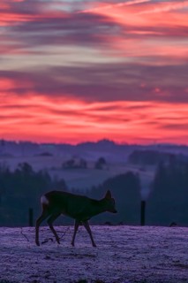 A male roe deer (Capreolus capreolus) crosses a frozen meadow before sunrise