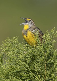 Eastern Meadowlark (Sturnella magna) singing, Texas, USA
