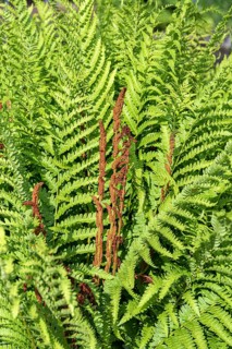 Cinnamon fern (Osmunda cinnamomea),  Sweden