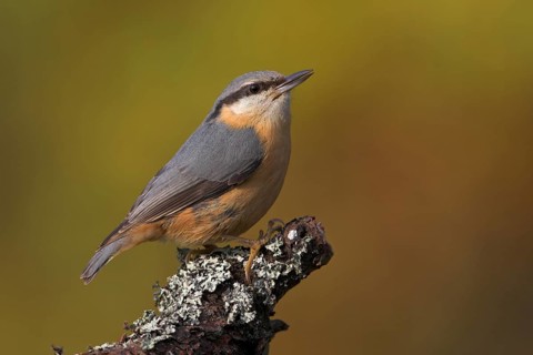 Eurasian nuthatch (Sitta europaea), Sittelle torchepot, Trepador Azul, Battenberg, Tiszaalpár,