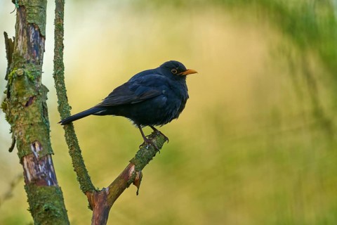 Blackbird sitting on a branch with blurred natural background, Blackbird (Turdus merula), spring,