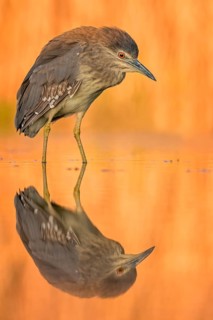 Black-crowned Night Heron (Nycticorax nycticorax) juvenile, Hungary