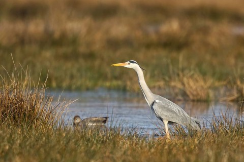 Grey Heron (Ardea cinerea) foraging, North Rhine-Westphalia, Germany