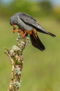 Red-Footed Falcon (Falco vespertinus), adult male eating a cricket, Galicia, Spain