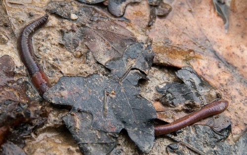 Annelida, clitellata, earthworm, shingles, lumbricidae, oligochaeta, annelids, few bristles,