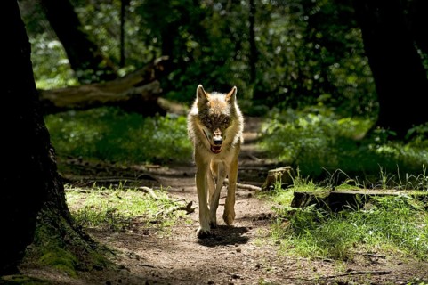 Eurasian wolf (Canis lupus lupus), European grey wolf running head-on towards the camera in a