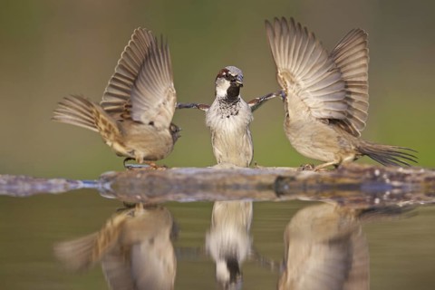House Sparrow (Passer domesticus), Germany