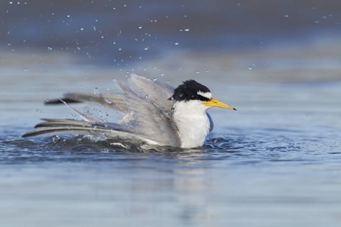 Least Tern bathing on New England Beach
