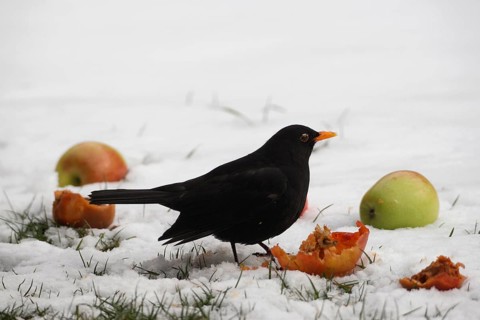Blackbird (Turdus merula) male in the snow on apples in the garden, Allgäu, Bavaria, Germany,
