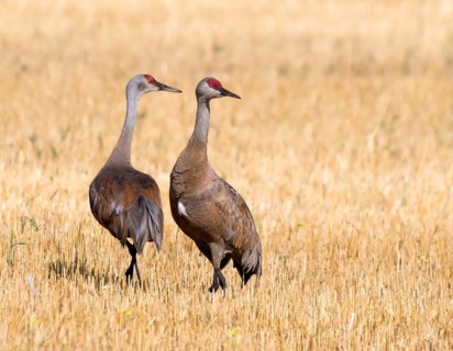 Two Sandhill Crane, Grus canadensis, in field, near Saskatoon Saskatchewan